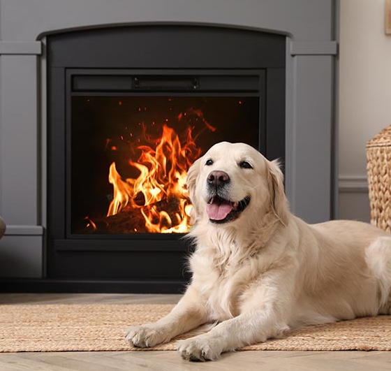 Adorable Golden Retriever Dog On Floor Near Fireplace